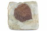 Paleocene Fossil Leaf (Davidia) - Montana #378413-1